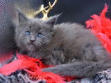 À réserver 2 chatons Maine Coons LOOF au pelage bleu smoke