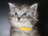 4 chatons Maine Coons LOOF à réserver