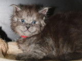 4 chatons Maine Coons LOOF à réserver