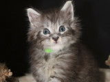 4 chatons Maine Coons LOOF à réserver