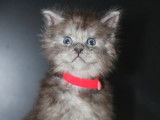 4 chatons Maine Coons LOOF à réserver