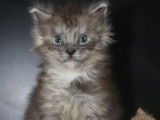 4 chatons Maine Coons LOOF à réserver