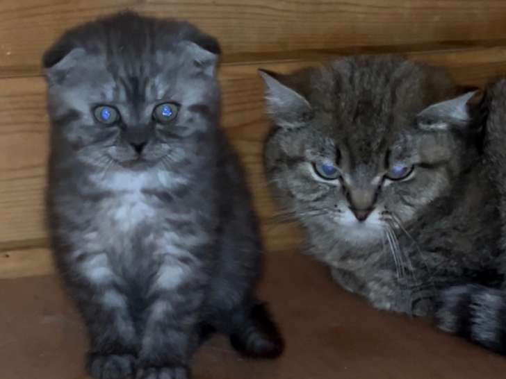 À vendre, chaton Scottish , et shorthair