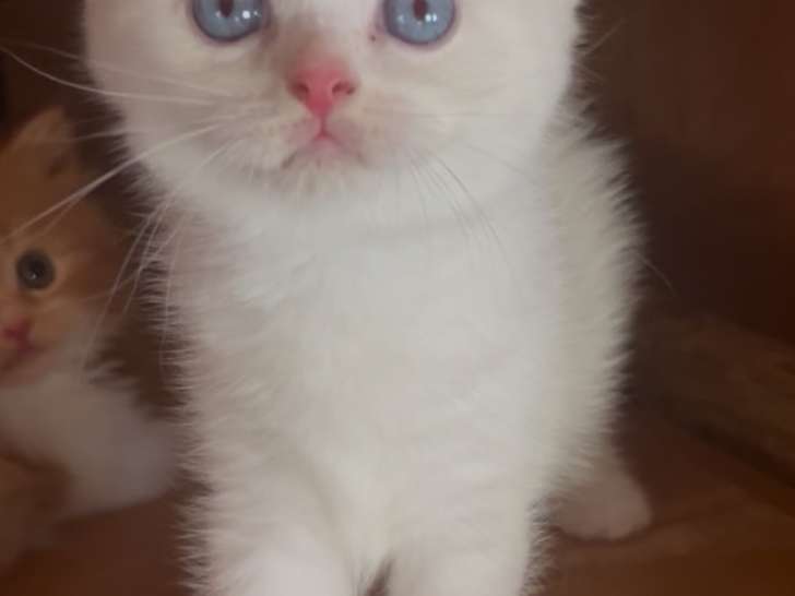 À vendre, chaton Scottish , et shorthair
