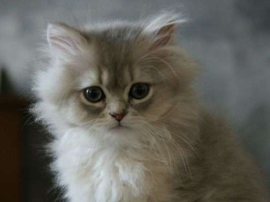 À vendre, chaton British Longhair mâle (LOOF)