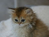 Vente d’un chaton British Longhair femelle (LOOF)
