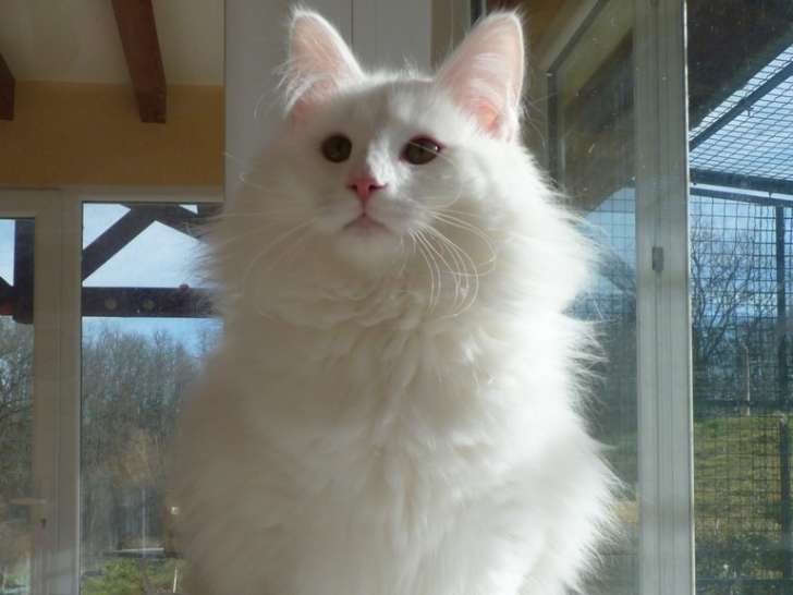 Chaton Norvégien LOOF blancs à vendre