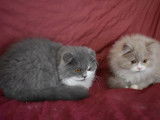Chatons Highland Fold et Highland Straight LOOF à vendre