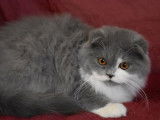Chatons Highland Fold et Highland Straight LOOF à vendre