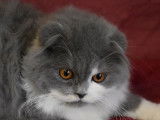 Chatons Highland Fold et Highland Straight LOOF à vendre