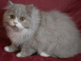 Chatons Highland Fold et Highland Straight LOOF à vendre