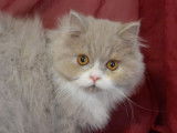 Chatons Highland Fold et Highland Straight LOOF à vendre