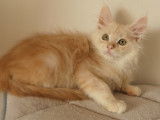Superbe chaton mâle Maine Coon red silver à vendre