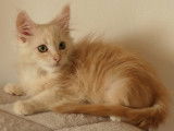 Superbe chaton mâle Maine Coon red silver à vendre