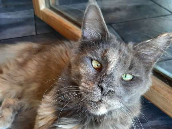 1 chatte Maine Coon LOOF à vendre