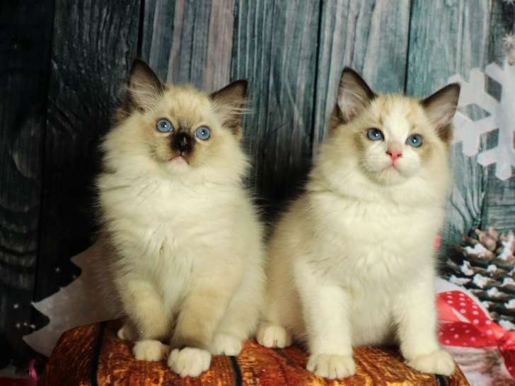 3 chatons Ragdolls mâles LOOF disponibles à la vente