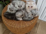 8 chatons Persans LOOF à réserver