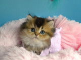 Une chatonne British Longhair LOOF, à réserver