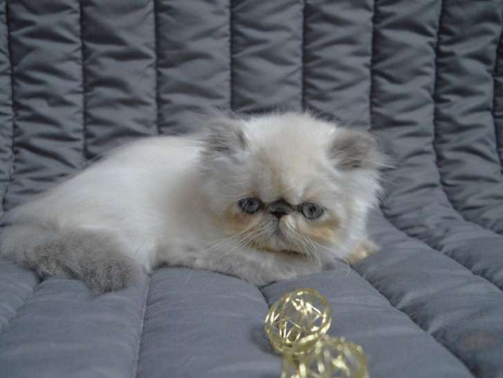 À vendre : un chaton Persan femelle LOOF de septembre 2022