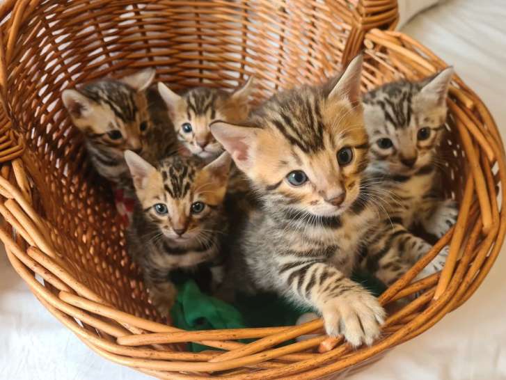 3 chatons Bengals LOOF nés le 26 octobre à réserver