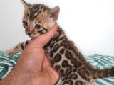 3 chatons Bengals LOOF nés le 26 octobre à réserver