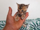 3 chatons Bengals LOOF nés le 26 octobre à réserver