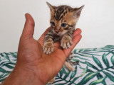 3 chatons Bengals LOOF nés le 26 octobre à réserver