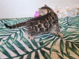 3 chatons Bengals LOOF nés le 26 octobre à réserver