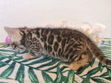 3 chatons Bengals LOOF nés le 26 octobre à réserver