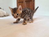3 chatons Bengals LOOF nés le 26 octobre à réserver