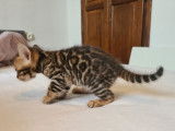3 chatons Bengals LOOF nés le 26 octobre à réserver