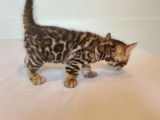 3 chatons Bengals LOOF nés le 26 octobre à réserver