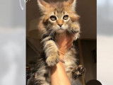 5 Chatons Maine Coons LOOF disponibles à la vente