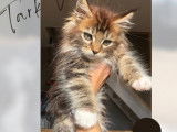 5 Chatons Maine Coons LOOF disponibles à la vente