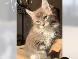 5 Chatons Maine Coons LOOF disponibles à la vente
