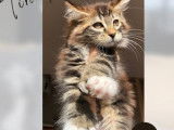 5 Chatons Maine Coons LOOF disponibles à la vente