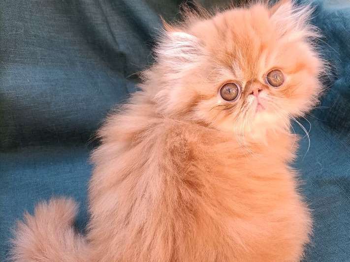 À vendre : un chaton Persan mâle LOOF
