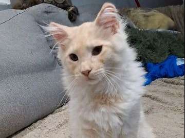 2 chatons Maine Coons à vendre