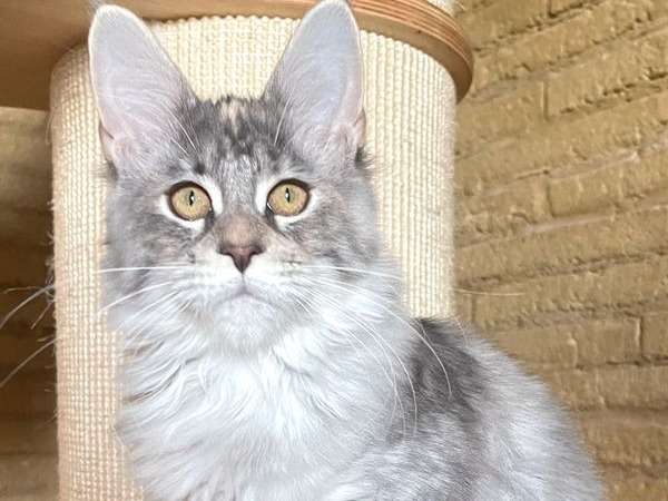 2 chatons Maine Coons LOOF disponibles