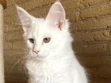 2 chatons Maine Coons LOOF disponibles