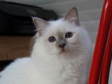 Une chatte Sacré de Birmanie LOOF disponible