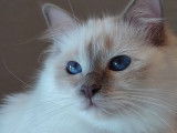 Une chatte Sacré de Birmanie LOOF disponible