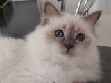 Une chatte Sacré de Birmanie LOOF disponible