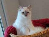 Une chatte Sacré de Birmanie LOOF disponible
