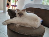 Une chatte Sacré de Birmanie LOOF disponible