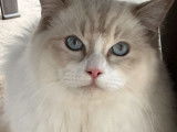 Un chaton Ragdoll LOOF à acheter