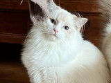 Un chaton Ragdoll LOOF à acheter
