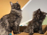 À vendre : une chatonne Maine Coon noir fumé (LOOF)