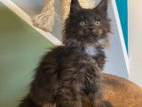 À vendre : une chatonne Maine Coon noir fumé (LOOF)
