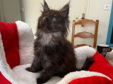 À vendre : une chatonne Maine Coon noir fumé (LOOF)
